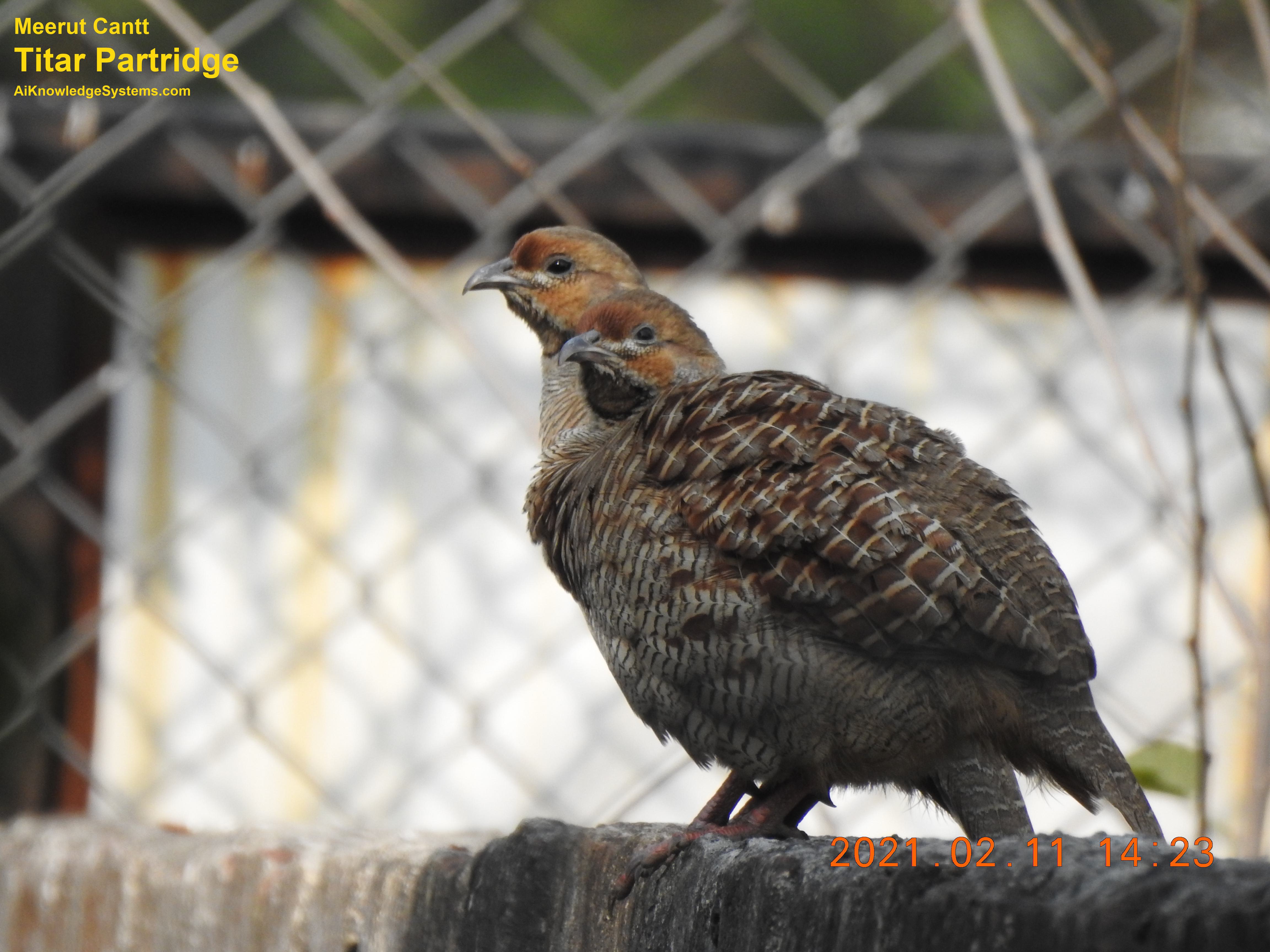 Titar Partridge (3) Coming Soon